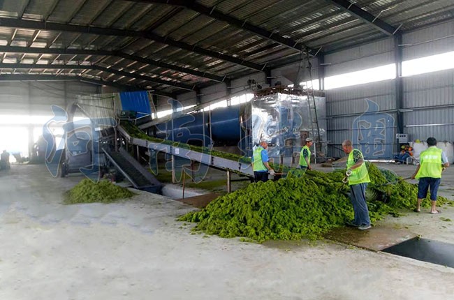 滸苔烘干機如何把滸苔苔蘚變廢為寶？